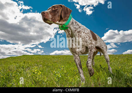 Francese cane da caccia a lavorare sul campo con il cielo nuvoloso in background Foto Stock