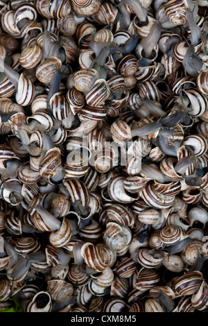 Lumache, cibo, prelibatezza locale. Piatto, stagione, shell, tradizionale, caracoles Foto Stock