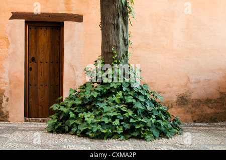 Porta di legno ed edera intorno a un albero Foto Stock