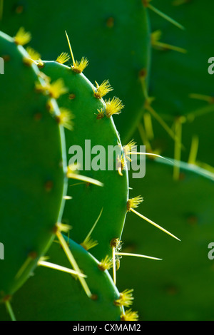 Fresco verde cactus con aghi closeup Foto Stock