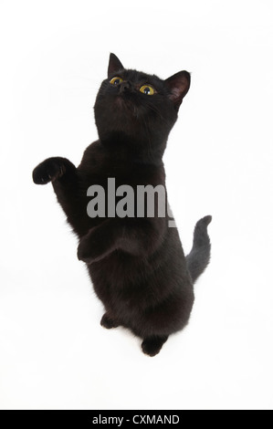 Gatto nero seduta sulle zampe posteriori con zampe in aria, studio shot con sfondo bianco Foto Stock