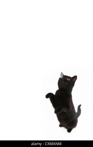 Gatto nero seduta sulle zampe posteriori con zampe in aria, studio shot con sfondo bianco Foto Stock