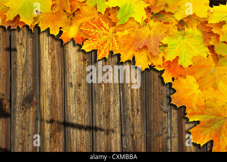 Autunno Maple Leafs marrone su uno sfondo di legno Foto Stock