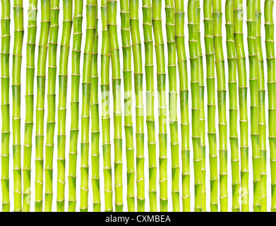 Bellissimo il bambù isolati su sfondo bianco Foto Stock