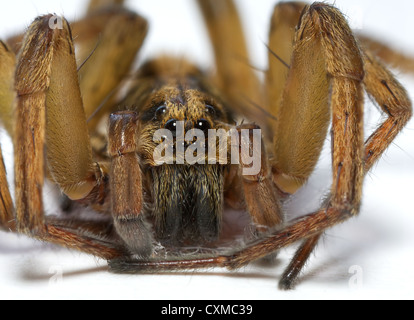 Un primo piano di un ragno in appoggio su una superficie bianca Foto Stock