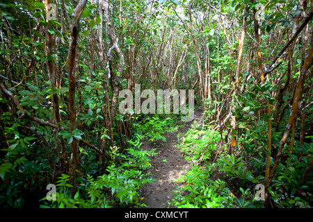 Percorso a piedi attraverso la vegetazione pesante nel Black River Gorges National Park, Mauritius Foto Stock