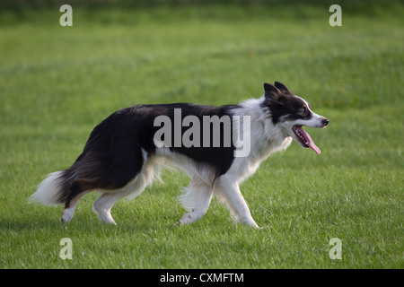 Border Collie sheepdog in bianco e nero nel profilo con la lingua di fuori Foto Stock