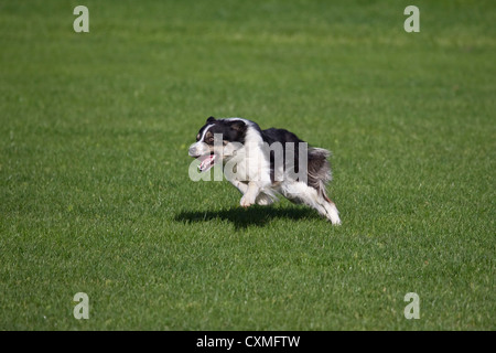 Border Collie sheepdog in bianco e nero in funzione rapidamente attraverso un campo aperto Foto Stock