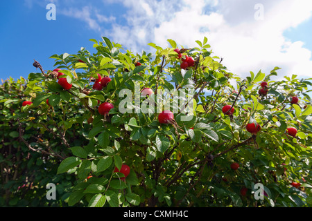 Boccola di rosa canina con frutti maturi contro il cielo blu Foto Stock