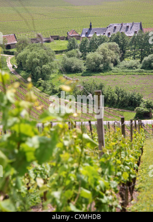 Vecchia vigna vicino a Palace Johannisberg nel Rheingau, Hesse, Germania Foto Stock