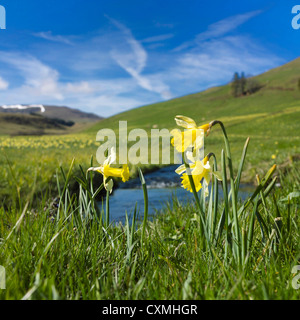 Daffodils in Cezallier, Auvergne, France, Europe in the spring season Foto Stock