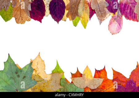 Due laterali dal telaio pied Foglie di autunno isolati su sfondo bianco Foto Stock