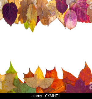 Due laterali dal telaio varicolored Foglie di autunno isolati su sfondo bianco Foto Stock