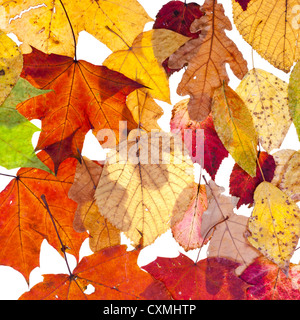 Molte foglie staccate isolati su sfondo bianco Foto Stock