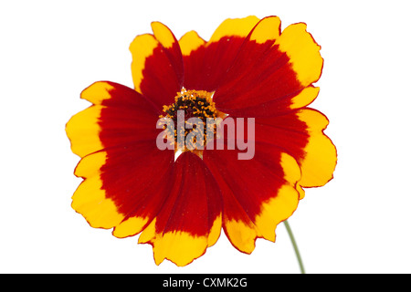 Fiore di coreopsis (Lat. Coreopsis drummondii), isolata su uno sfondo bianco Foto Stock