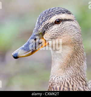 Close-up di una femmina di Mallard duck (Anas platyrhynchos), laterale vista obliqua della testa Foto Stock