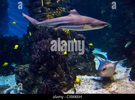 Acquario di Barcellona, a tema Mediterraneo marine center nel Port Vell, dotate di squali Foto Stock