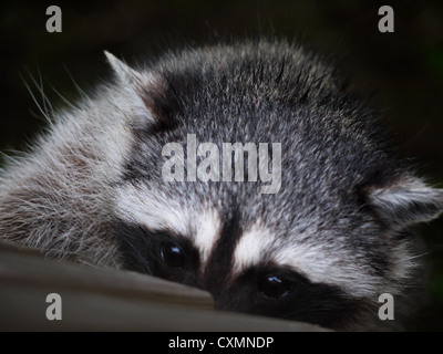 Raccoon di giocare a nascondino Foto Stock