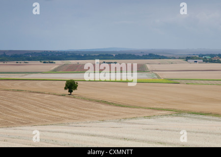 Un albero solitario tra un mosaico di campi agricoli in Borgogna Francia settentrionale Foto Stock