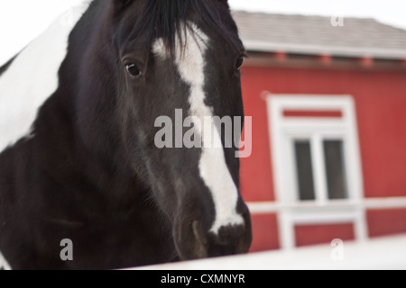 Cavallo cercando triste oltre il recinto nella fotocamera Foto Stock