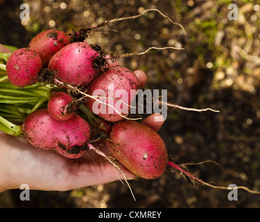 Una manciata di belle, organicamente coltivati, appena raccolte bellezza Rosa Ravanelli. Foto Stock