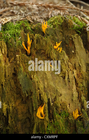 Giallo, Stagshorn Calocera viscosa Foto Stock