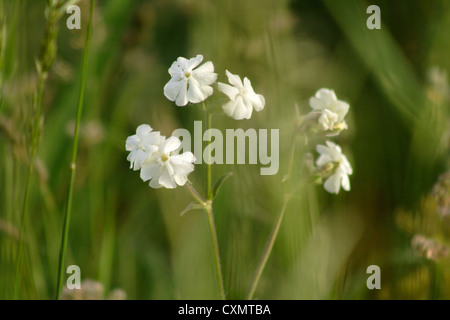 White Campion (Silene latifolia) in fiore, England, Regno Unito Foto Stock