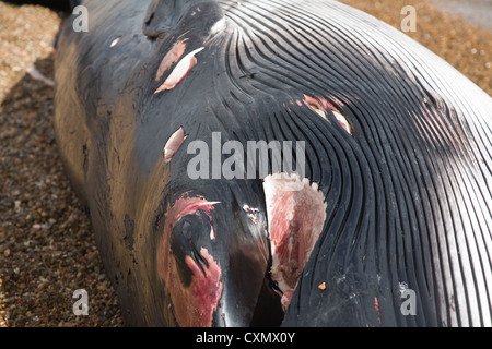 La balenottera, Balaenoptera physalus, lavato fino morti sulla strada di ciottoli, Suffolk, Inghilterra fotografato il 4 ottobre 2012 Foto Stock