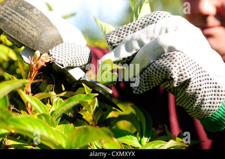 Autunno,giardinaggio potatura e ordinato giardino. Foto Stock