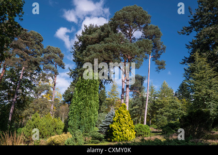 Pino silvestre alberi all'Bedgebury Pinetum, Kent, Regno Unito Foto Stock