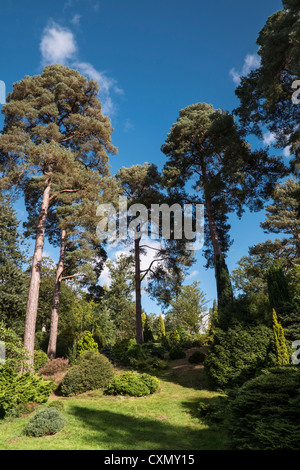 Pino silvestre alberi all'Bedgebury Pinetum, Kent, Regno Unito. Foto Stock