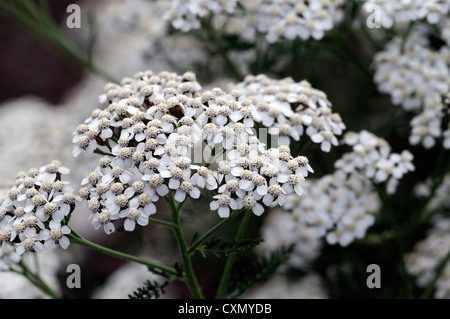 Achillea millefolium achillea fiori bianchi flowerhead fioritura spray flower closeup messa a fuoco selettiva dei ritratti di piante perenni Foto Stock