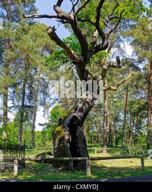 Bosdorf Oak at Baruther Glashuette paese-museo, Baruth Mark, Teltow-Flaeming district, Brandeburgo, Germania Foto Stock