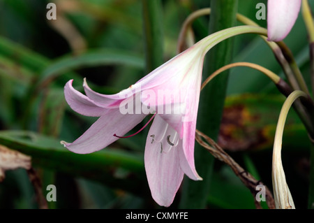 Amaryllis belladonna agm belladonna lily lampadine vicino ups colori colori fioritura fiori piante rosa ritratti tarda estate clos Foto Stock