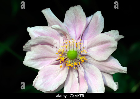 Anemone hupehensis settembre fascino rosa pallido anemone giapponese fiore occhio Giallo autunno autunno autunno perenne fioritura Foto Stock