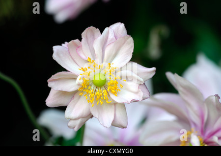 Anemone hupehensis settembre fascino rosa pallido anemone giapponese fiore occhio Giallo autunno autunno autunno perenne fioritura Foto Stock