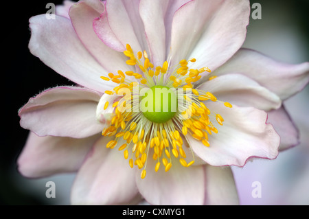 Anemone hupehensis settembre fascino rosa pallido anemone giapponese fiore occhio Giallo autunno autunno autunno perenne fioritura Foto Stock