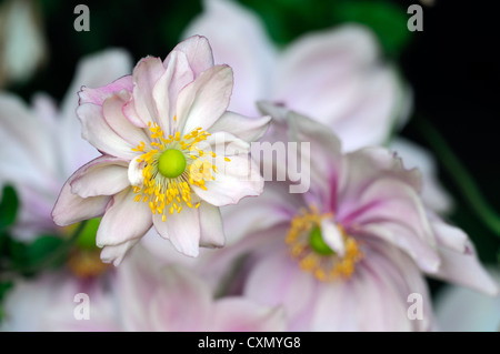 Anemone hupehensis settembre fascino rosa pallido anemone giapponese fiore occhio Giallo autunno autunno autunno perenne fioritura Foto Stock