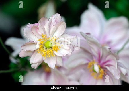 Anemone hupehensis settembre fascino rosa pallido anemone giapponese fiore occhio Giallo autunno autunno autunno perenne fioritura Foto Stock