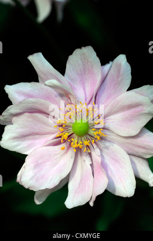 Anemone hupehensis settembre fascino rosa pallido anemone giapponese fiore occhio Giallo autunno autunno autunno perenne fioritura Foto Stock