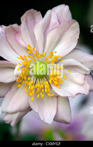 Anemone hupehensis settembre fascino rosa pallido anemone giapponese fiore occhio Giallo autunno autunno autunno perenne fioritura Foto Stock