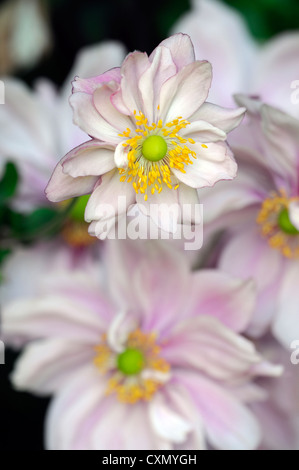 Anemone hupehensis settembre fascino rosa pallido anemone giapponese fiore occhio Giallo autunno autunno autunno perenne fioritura Foto Stock