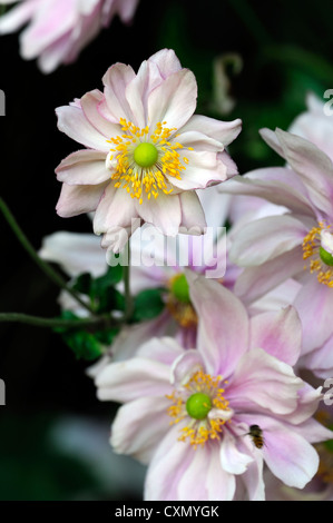 Anemone hupehensis settembre fascino rosa pallido anemone giapponese fiore occhio Giallo autunno autunno autunno perenne fioritura Foto Stock