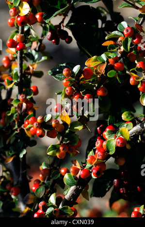 Cotoneaster obscurus nov serie splendens bacca rossa autunno bacche closeup messa a fuoco selettiva arbusti piante autunnali di autunno Foto Stock