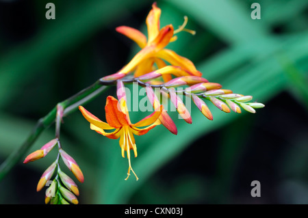 Crocosmia x crocosmioides vulcan rosso arancione montbretia fiore fiori fioritura lampada perenne corm Cormòns Foto Stock