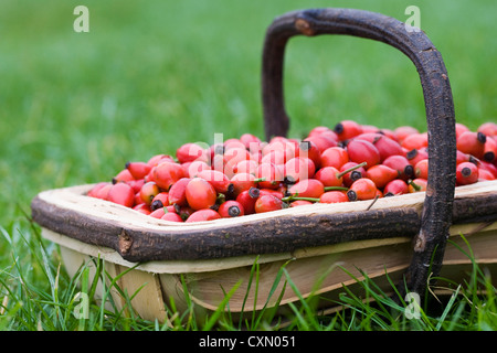 Rosa canina. La rosa canina hips in un trug in legno. Foto Stock