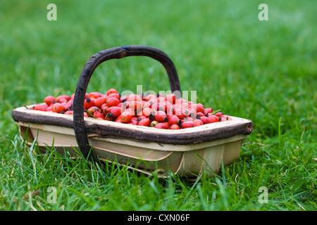Rosa canina. La rosa canina hips in un trug in legno. Foto Stock