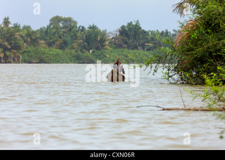 Uomo in una piroga, fiume Gambia, Gambia, Africa Foto Stock