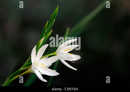 Schizostylis coccinea var alba kaffir giglio fiore bianco fiori piante fioriture ritratti approfondimento close-up di gigli kaffir lily Foto Stock