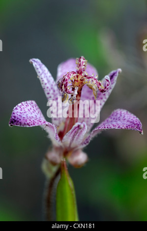 Tricyrtis formosana var glandulosa toad lily piante perenni viola screziato fiori fioritura fiorisce toad gigli in un unico primo piano Foto Stock